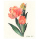 Cellulose klut Eco Tulipaner