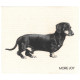 Cellulose klut ECO Dachshund