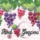 Red Grapes roll-on tester 5 ml